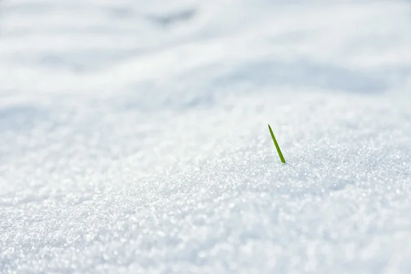 Spring grass with snow — Stock Photo, Image