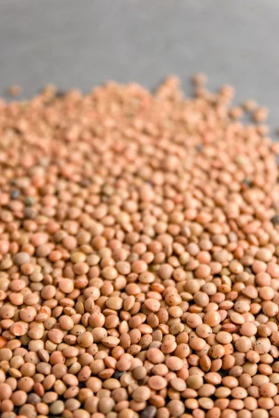 Lentils (Lens culinaris) on grey background — Stock Photo, Image