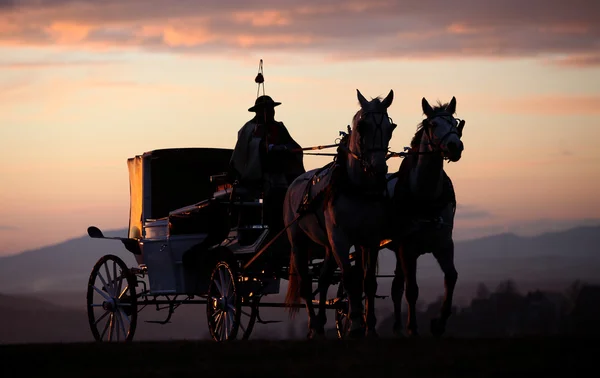 The carriage horsed at the sunset — Stock Photo, Image