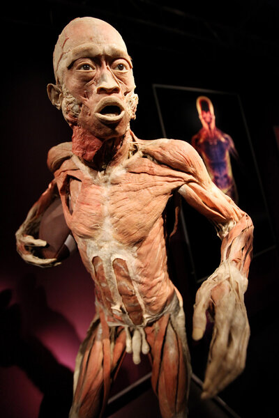 Выставка человеческого тела - выставка человеческих тел в старинных индустриальных залах Miraculum на улице Заблоцие. Краков. Польша
