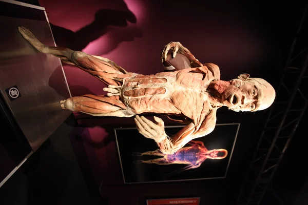 İnsan vücut Sergisi sergi eski sanayi salonlarında mucizesi sokak Zablocie, insan organlarının. Cracow. Polonya