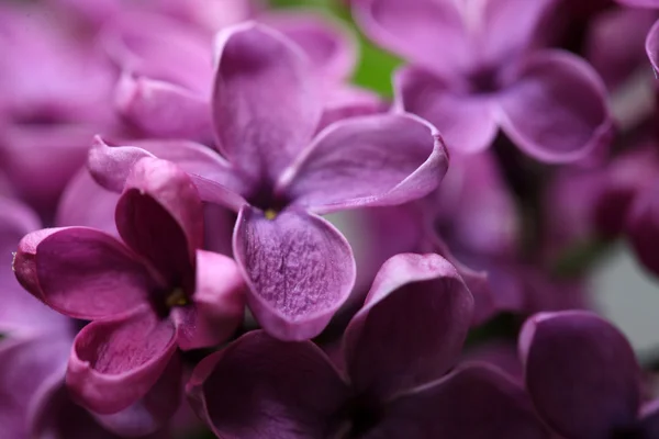 Branch with spring lilac flowers — Stock Photo, Image