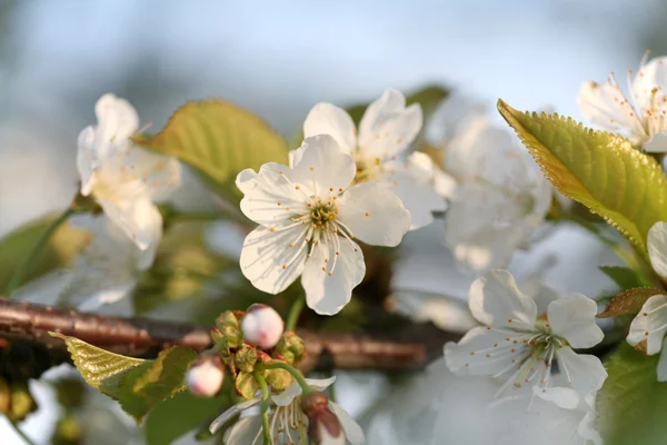 The spring in the garden - flourishing fruit trees — Stock Photo, Image