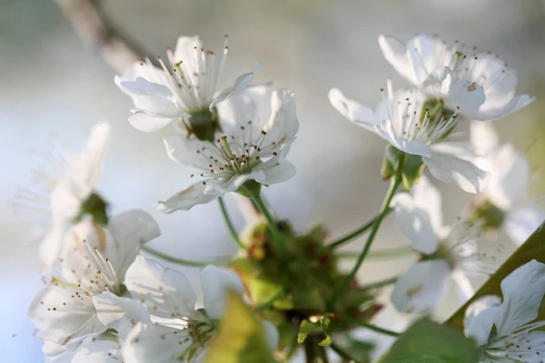 The spring in the garden - flourishing fruit trees — Stock Photo, Image