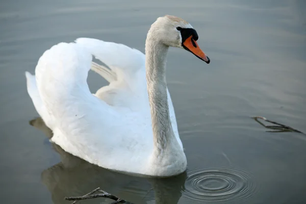 Perto de cisne branco — Fotografia de Stock