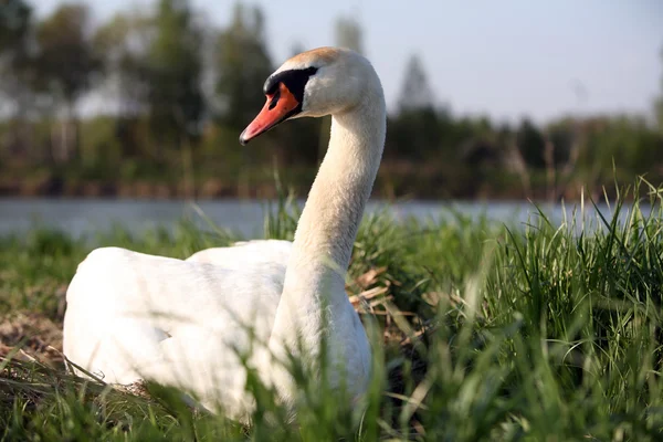 Perto de cisne branco — Fotografia de Stock