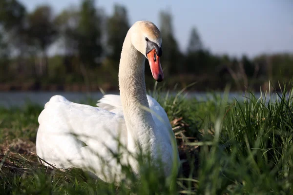 Perto de cisne branco — Fotografia de Stock