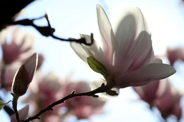 Blossoming of magnolia flowers in spring time — Stock Photo, Image