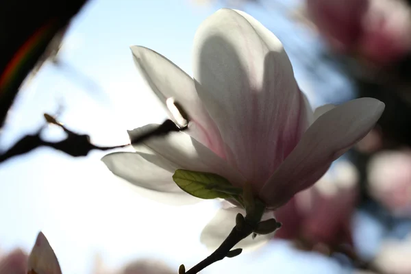 Blossoming of magnolia flowers in spring time — Stock Photo, Image