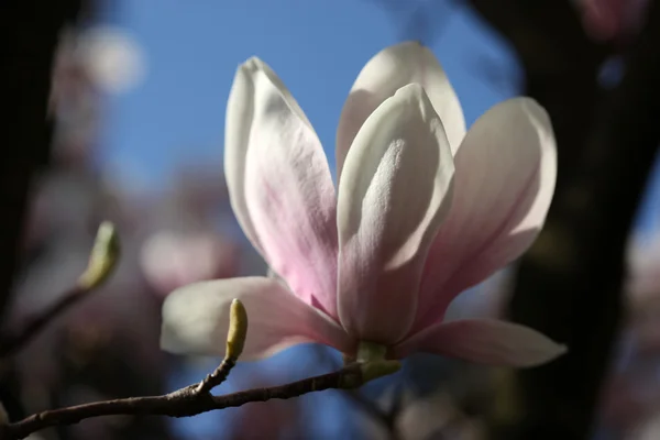 Blossoming of magnolia flowers in spring time — Stock Photo, Image