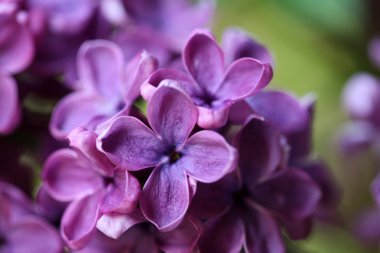 Bahar leylağı çiçekli dal