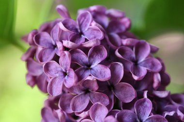 Bahar leylağı çiçekli dal