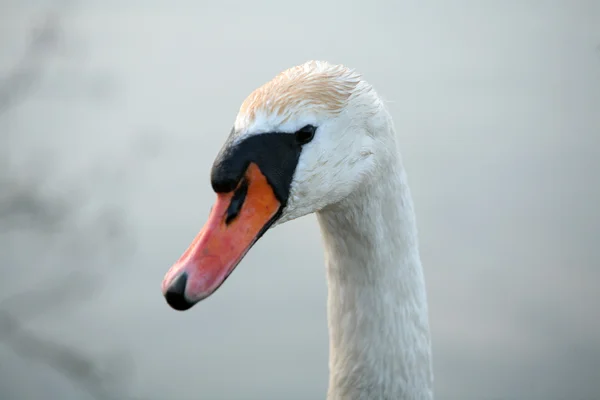 Perto de cisne branco — Fotografia de Stock