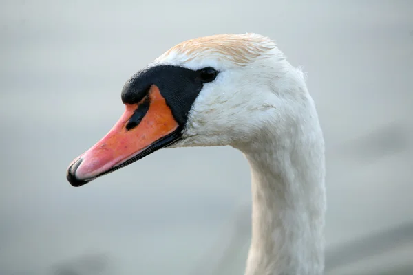 Primer plano de cisne blanco —  Fotos de Stock