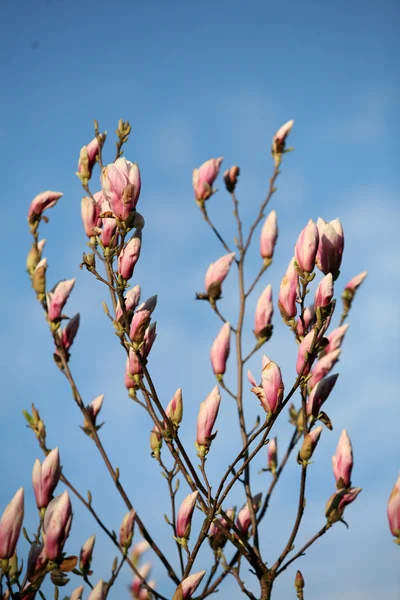 Blossoming of magnolia flowers in spring time — Stock Photo, Image