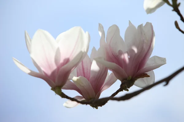 Blossoming of magnolia flowers in spring time — Stock Photo, Image