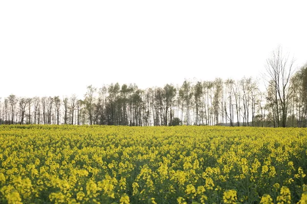 Widok pola kwitnienia rzepaku. Roślina zielony przemysłu energii i ropy naftowej — Zdjęcie stockowe