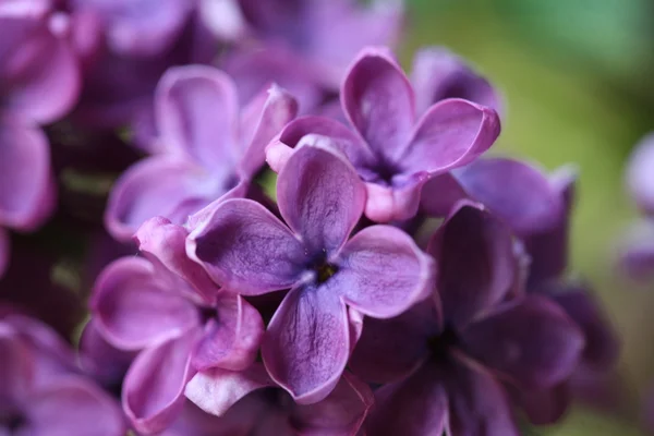 Bahar leylağı çiçekli dal