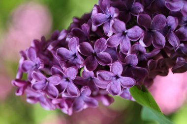 Bahar leylağı çiçekli dal