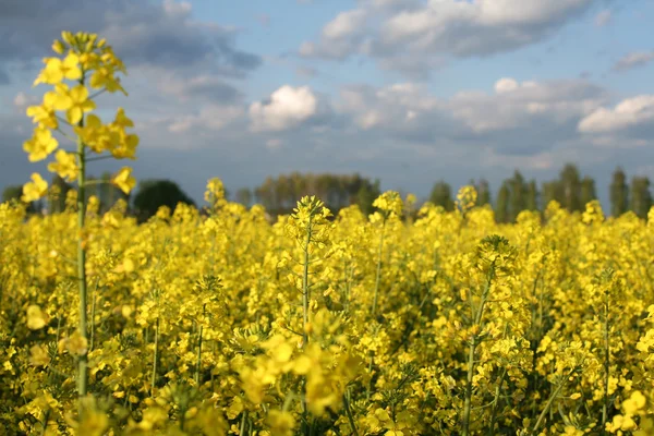 Vy över blommande fält av raps. Plantera för grön energi och olja — Stockfoto