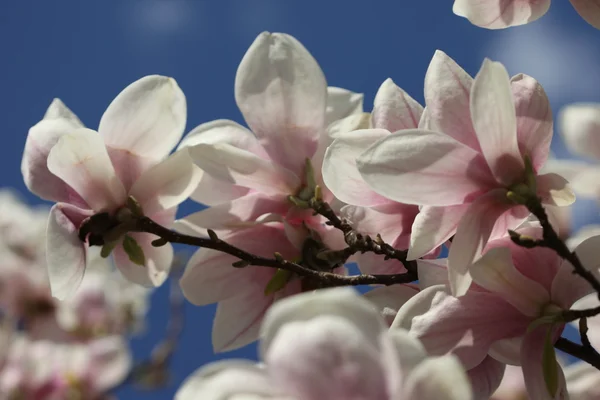 Blossoming of magnolia flowers in spring time — Stock Photo, Image