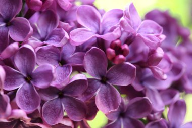 Bahar leylağı çiçekli dal