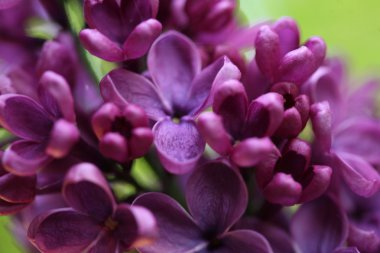 Bahar leylağı çiçekli dal