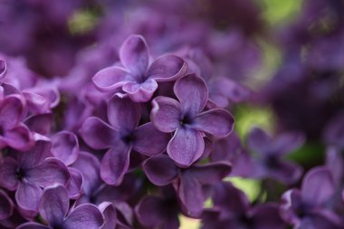 Bahar leylağı çiçekli dal