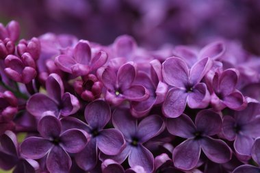 Bahar leylağı çiçekli dal