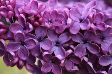 Bahar leylağı çiçekli dal