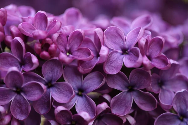 Ramo com flores lilás primavera Imagem De Stock