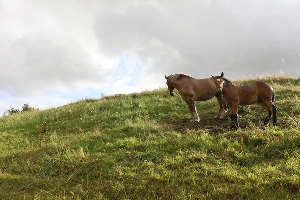 Cavalos em um pasto de verão — Fotografia de Stock