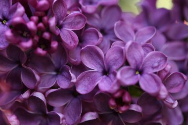 Bahar leylağı çiçekli dal