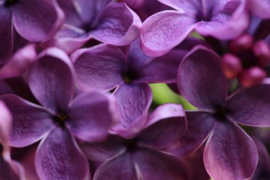 Bahar leylağı çiçekli dal