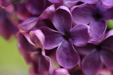 Bahar leylağı çiçekli dal