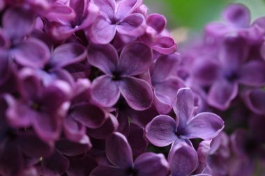 Bahar leylağı çiçekli dal