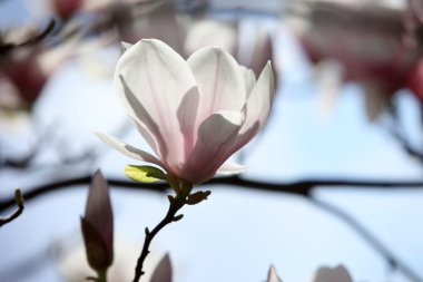 Manolya çiçek bahar zaman çiçek açması.
