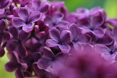 Bahar leylağı çiçekli dal