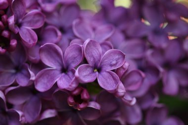 Bahar leylağı çiçekli dal