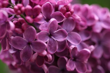 Bahar leylağı çiçekli dal