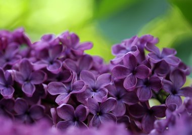 Bahar leylağı çiçekli dal