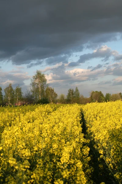 Vy över blommande fält av raps. Plantera för grön energi och olja — Stockfoto