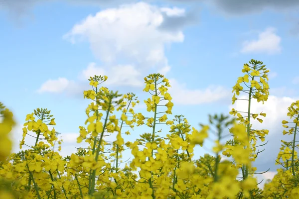 Weergave van bloeiende veld van koolzaad. Planten voor groene energie en olie-industrie — Stockfoto