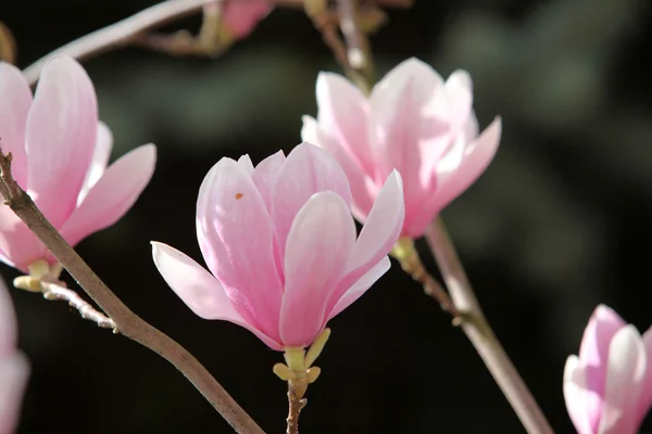 Blossoming of magnolia flowers in spring time — Stock Photo, Image