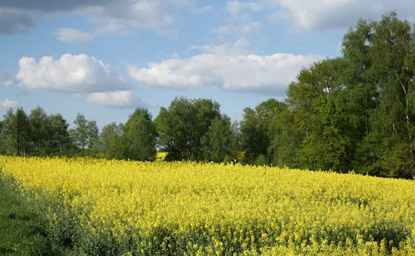 Vy över blommande fält av raps. Plantera för grön energi och olja — Stockfoto