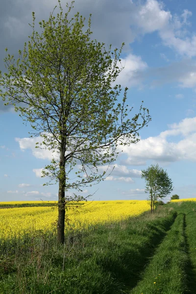 Vy över blommande fält av raps. Plantera för grön energi och olja — Stockfoto