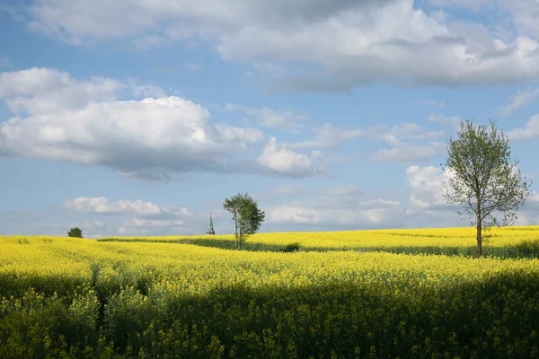 Vy över blommande fält av raps. Plantera för grön energi och olja — Stockfoto