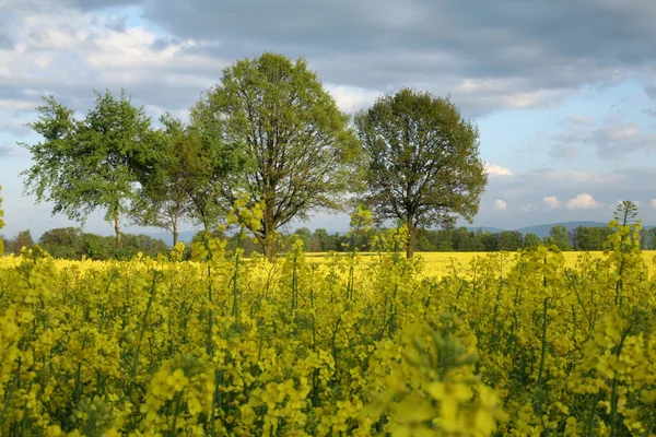 Vista do campo de floração de colza. Planta para a indústria de energia verde e petróleo — Fotografia de Stock