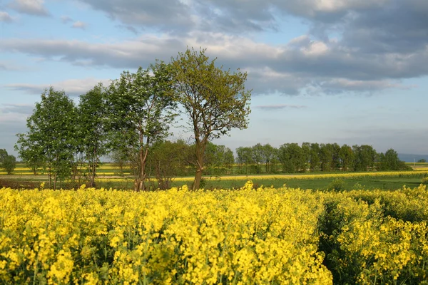 Vy över blommande fält av raps. Plantera för grön energi och olja — Stockfoto