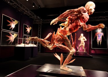 insan vücudu Sergisi